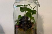 Ganesha Living Closed Terrarium
