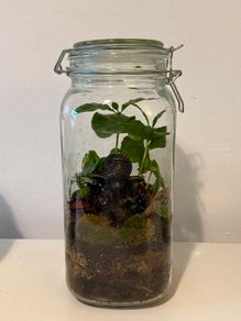 Ganesha Living Closed Terrarium