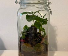Ganesha Living Closed Terrarium
