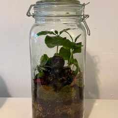 Ganesha Living Closed Terrarium