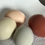 Hens, Ducks, Guinea. Image 3