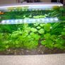 Aquarium plants Image 4