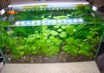 Aquarium plants