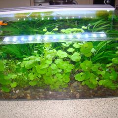 Aquarium plants