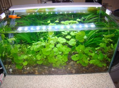 Aquarium plants