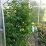 Aluminium Greenhouse, 5.85m Image 3
