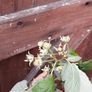 Raspberry plant in a pot Image 2