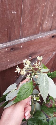 Raspberry plant in a pot