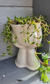 indoor plant