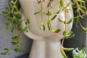 indoor plant