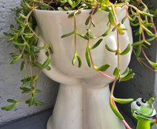 indoor plant