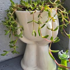 indoor plant