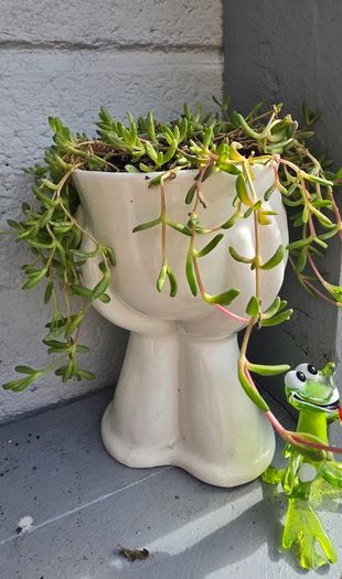 indoor plant