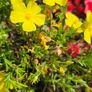 Azaleas, Evergreen Shrubs Image 8