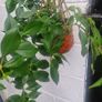 flowerAeschynanthus 'Mona Lisa' Image 2