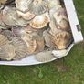 Flat sea shells Image 4