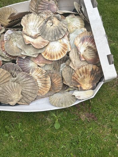 Flat sea shells