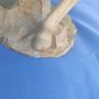 2x signed polystone large horses Image 7