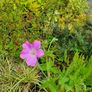 Large Evergreen Flowering Shrubs Image 6