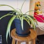 Spider plant Image 3