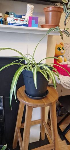 Spider plant