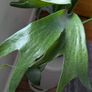 Staghorn Fern (Platycerium) - Galway - Pickup Only Image 5
