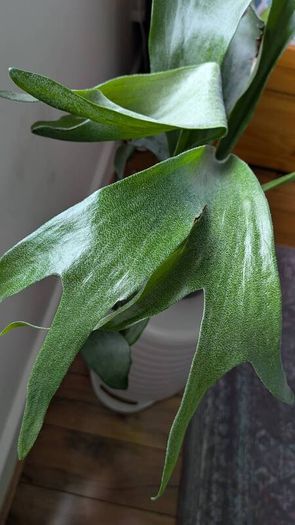 Staghorn Fern (Platycerium) - Galway - Pickup Only