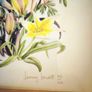 Limited edition botanical print by Jenny Jowett Image 7