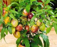 (M) Melon Fruit Pepino seeds (10s) Melon Pear (210701)