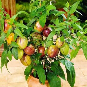 (M) Melon Fruit Pepino seeds (10s) Melon Pear (210701)