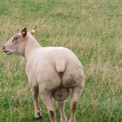 Charollais hoggott ram