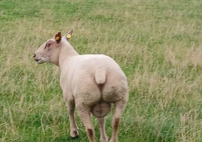 Charollais hoggott ram