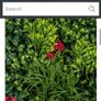 Beautiful Artificial wall plant with flowers like new Image 2