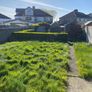 Griselinia hedge Image 3