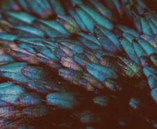 Rooster feathers (Vegetarian Vegan respectful animalcare)