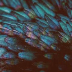Rooster feathers (Vegetarian Vegan respectful animalcare)