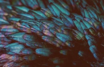 Rooster feathers (Vegetarian Vegan respectful animalcare)