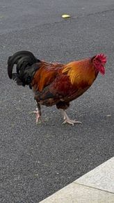 Cockerel