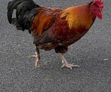 Cockerel