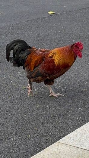 Cockerel