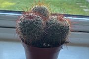 Mammillaria Cactus Red Hooked Spines