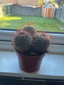 Mammillaria Cactus Red Hooked Spines