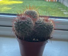 Mammillaria Cactus Red Hooked Spines