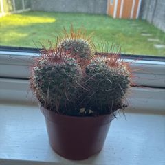 Mammillaria Cactus Red Hooked Spines