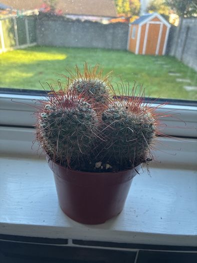Mammillaria Cactus Red Hooked Spines