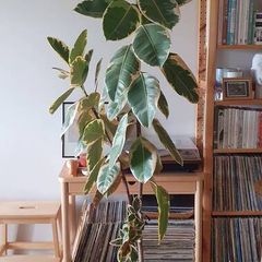 Large Ficus Plant