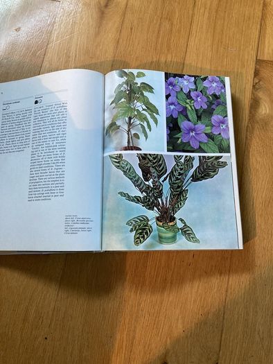 house plants