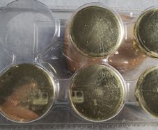 5 Brass knobs (26037) Free postage ROI