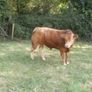 limousin  bulls Image 10
