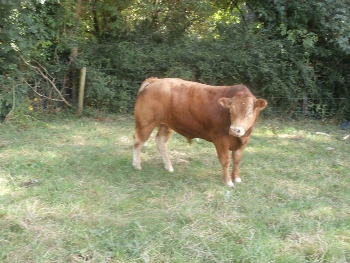 limousin  bulls